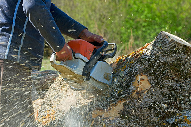 Best Tree Health Inspection  in Schler Park, IL